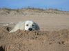Golden Retriever Foto: Nico an der Playa (ID 5955) Golden Retriever Hund
