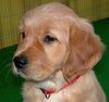 Golden Retriever Foto: TOPAS_9wochen (ID 29065) Golden Retriever Hund