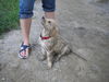 Golden Retriever Foto: Maja (ID 33367) Golden Retriever Hund