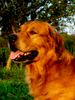 Golden Retriever Foto: Herbst (ID 36293) Golden Retriever Hund