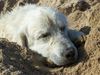 Golden Retriever Foto: Nico müde vom Buddeln (ID 34017) Golden Retriever Hund