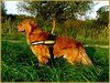 Golden Retriever Foto: MIt neuem Geschirr (ID 36303) Golden Retriever Hund