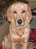 Golden Retriever Foto: TOPAS_7_Mt (ID 11737) Golden Retriever Hund