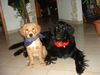 Golden Retriever Foto: Filou und Louis (ID 17291) Golden Retriever Hund