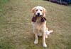 Golden Retriever Foto: Archimedes Baron von Dachsberg (ID 392) Golden Retriever Hund