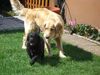 Golden Retriever Foto: Cory und ihr Sohn Robbie 04/06 (ID 32043) Golden Retriever Hund