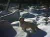 Golden Retriever Foto: So ein toller Winter! (ID 18385) Golden Retriever Hund