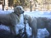 Golden Retriever Foto: Groß-Nico und Klein-Chili (ID 18386) Golden Retriever Hund