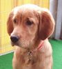 Golden Retriever Foto: TOPAS_5_Mt (ID 10016) Golden Retriever Hund