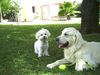 Golden Retriever Foto: Wuschel auf Besuch bei Nico in Andalusien II (ID 24092) Golden Retriever Hund