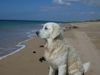 Golden Retriever Foto: Soll ich jetzt nach Afrika oder nach Amerika schwimmen? (ID 6032) Golden Retriever Hund