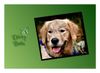 Golden Retriever Foto: Balu Fotosession für Kalender 2007 (ID 35900) Golden Retriever Hund