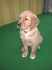 Golden Retriever Foto: Topas_9Wo (ID 7808) Golden Retriever Hund
