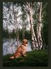 Golden Retriever Foto: Goldie-Dame Alice (ID 8455) Golden Retriever Hund