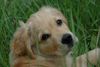 Golden Retriever Foto: Aragorn (ID 11164) Golden Retriever Hund