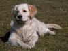Golden Retriever Foto: AIKA (ID 9342) Golden Retriever Hund