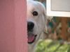 Golden Retriever Foto: AIKA (ID 9345) Golden Retriever Hund