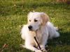 Golden Retriever Foto: Aika 2Jahre (ID 9248) Golden Retriever Hund