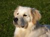 Golden Retriever Foto: AIKA (ID 9344) Golden Retriever Hund