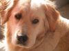 Golden Retriever Foto: Aika (ID 9249) Golden Retriever Hund