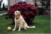 Golden Retriever Foto: Goldie-Dame Alice (ID 8456) Golden Retriever Hund