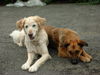 Golden Retriever Foto: Ich und mein Wohngenosse (ID 30924) Golden Retriever Hund