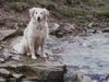 Golden Retriever Foto: Ich liebe wasser (ID 30922) Golden Retriever Hund