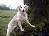 Golden Retriever Foto: Hallo.. =) (ID 30921) Golden Retriever Hund