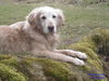 Golden Retriever Foto: ertmal hinlegen (ID 30925) Golden Retriever Hund