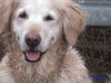 Golden Retriever Foto: wau wau (ID 30926) Golden Retriever Hund