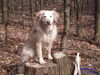 Golden Retriever Foto: schöön =) (ID 30923) Golden Retriever Hund