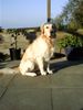 Golden Retriever Foto: Areck vom drei Mädelhaus 2 Jahre (ID 9114) Golden Retriever Hund