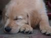 Golden Retriever Foto: Einer von 11 Welpen/Wurf vom März 2002 (ID 1155) Golden Retriever Hund