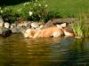 Golden Retriever Foto: Archimedes (ID 492) Golden Retriever Hund