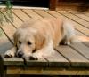 Golden Retriever Foto: Der müde Archimedes (ID 485) Golden Retriever Hund