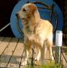 Golden Retriever Foto: Archimedes (ID 534) Golden Retriever Hund