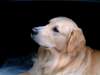 Golden Retriever Foto: Archimedes mal ganz ernst (ID 857) Golden Retriever Hund