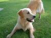 Golden Retriever Foto: Archimedes und Jasmin (ID 486) Golden Retriever Hund