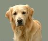 Golden Retriever Foto: Hast was zu fressen ? (ID 1176) Golden Retriever Hund