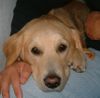Golden Retriever Foto: Immer dabei (ID 1286) Golden Retriever Hund
