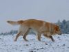 Golden Retriever Foto: Interessante Spur (ID 1178) Golden Retriever Hund