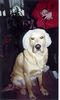 Golden Retriever Foto: Das bin ich! (ID 1250) Golden Retriever Hund