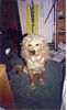Golden Retriever Foto: Aron (ID 1255) Golden Retriever Hund