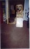 Golden Retriever Foto: Aron (ID 1256) Golden Retriever Hund