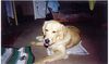 Golden Retriever Foto: Aron (ID 1257) Golden Retriever Hund