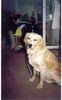 Golden Retriever Foto: das bin ich (ID 1252) Golden Retriever Hund