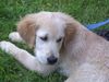 Golden Retriever Foto: Asterix (ID 1152) Golden Retriever Hund