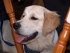 Golden Retriever Foto: Asterix (ID 1151) Golden Retriever Hund