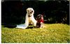 Golden Retriever Foto: Ja,ich will ! (ID 6240) Golden Retriever Hund