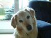 Golden Retriever Foto: Unser süßer Schatz Ayko (ID 9702) Golden Retriever Hund